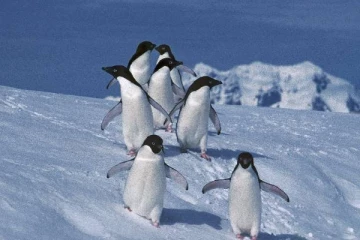 அண்டார்டிகாவில் அழிவின் விளிம்பில் இருக்கும் பென்குயின்கள்!