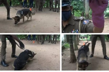 நுளம்பு முட்டைகளை கண்டறியும் விசேட மோப்ப நாய்கள்!