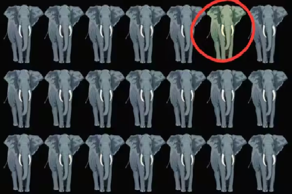 Optical illusion:ஒரே மாதியான யானைக் கூட்டத்தில் வித்தியாசமான யானை எங்கே உள்ளது.? | Optical Illusion Only Few Spot Different Elephant