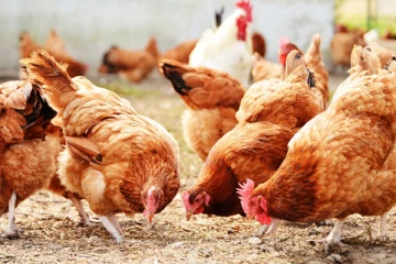 பிரித்தானியாவில் பரவும் மற்றுமொரு தொற்று! - விடுக்கப்பட்டுள்ள அவசர எச்சரிக்கை