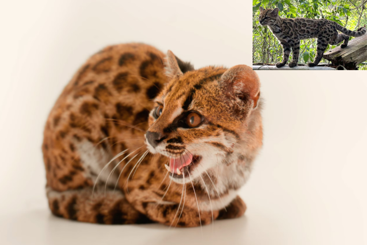 New-Tiger-Cat-Species-Found-in-Bolivia