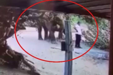 இலங்கையில் யானை ஒன்றின் வேடிக்கையான செயல்! வைரலாகும் வீடியோ!