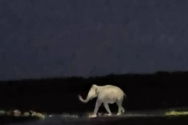 மட்டக்களப்பு மக்களுக்கு அச்சத்தை ஏற்படுத்திய சம்பவம் | Wild Elephants Enter Village In Vavunathivu Area மட்டக்களப்பு மக்களுக்கு அச்சத்தை ஏற்படுத்திய சம்பவம் | Wild Elephants Enter Village In Vavunathivu Area