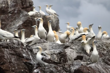 பிரான்சில் பறவைகளிடமிருந்து பாலூட்டிகளுக்கும் பரவும் தொற்று!