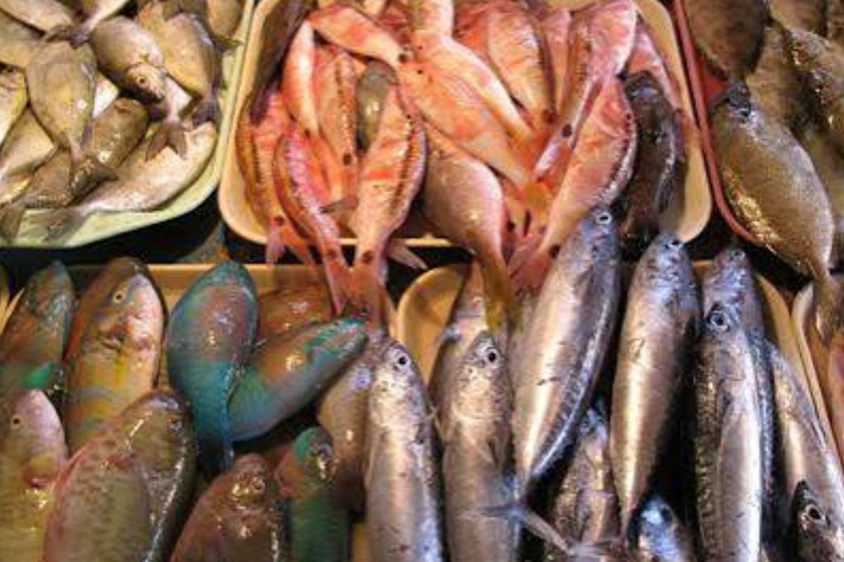 மீன்களின் விலையில் ஏற்பட்டுள்ள சடுதியான மாற்றம் | Change In Fish Prices மீன்களின் விலையில் ஏற்பட்டுள்ள சடுதியான மாற்றம் | Change In Fish Prices