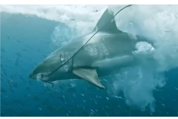 இரவு முழுவதும் கடலில் தவித்து உயிர் பிழைத்த நபர்