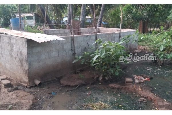 புதுக்குடியிருப்பு-கோம்பாவில் பகுதியில் சுகாதாரமற்ற முறையில் பன்றி வளர்ப்பு | Pig Farming Unhygienic Condition Puthukkudiyiruppu