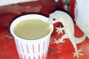 பல்லி டீ குடிக்குமா? மக்களே உஷார்! அதிர்ச்சி காட்சி இதோ