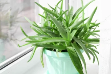 வாஸ்து: வீட்டில் நடக்கும் சண்டைகள் குறைய இந்த ஒரு செடியை நடுங்கள்!