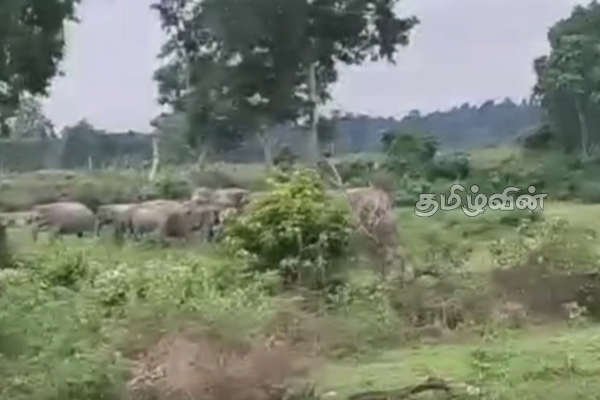 மட்டக்களப்பில் பட்டி பட்டியாக ஒதுங்கும் நூற்றுக்கணக்கான யானைகள் - அச்சத்தில் ம்ககள் | Hundreds Of Elephants Sheltering Groups Batticaloa