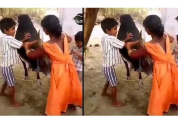 டேய்.. அது காளைடா... துளியும் பயமில்லாமல் கொம்பைப்பிடித்து விளையாடும் சிறுவர்கள் - வைரல் வீடியோ