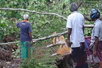 மரம் முறிந்து வீழ்ந்ததால் பறிபோன உயிர்