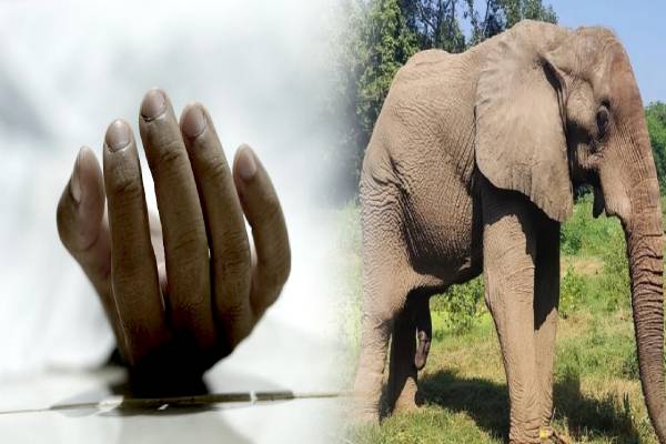 முல்லைத்தீவில் யானை தாக்கிய 19 வயது இளைஞர் உயிரிழப்பு | 19 Year Old Youth Elephant Attacked Mullaitivu