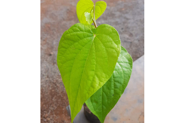 சர்க்கரை நோயினால்  பாதிக்கப் பட்டவர்களுக்கான அற்புத கசாயம் | Miracle Infusion For Diabetics