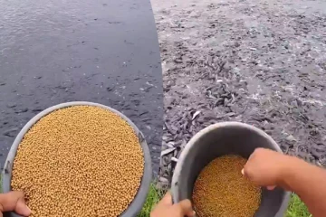 Viral Video: சில நொடிகளில் குவிந்த லட்சக்கணக்கான மீன்கள்... நம்பமுடியாத காட்சி