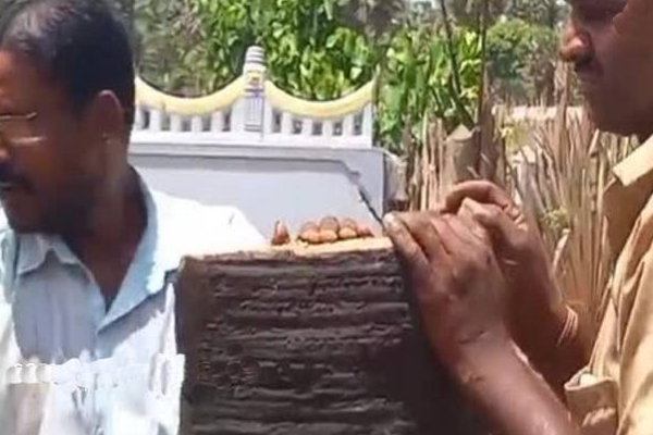 கிளிநொச்சியில் தனிநபர் ஒருவரின் காணிக்குள் அத்துமீறி நுழைந்த பிரதேச சபை உதவியாளர்! | Pachchilaipalli Council Assistant Individual Land