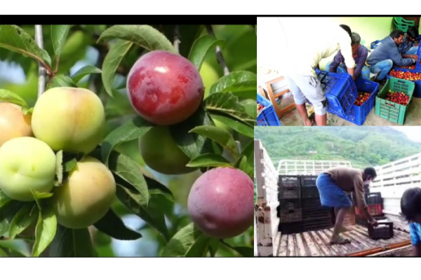 கொடைக்கானலில் தொடர்மழையால் விளைச்சல் இல்லை - மலைவாழ் விவசாயிகள் கவலை | Tamilnadu Farmers Are Concerned