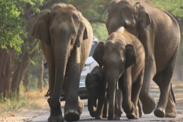 கிவுல் ஓயா திட்டத்தை தடுத்து நிறுவது தமிழர்களின் பொறுப்பு! மறைக்கப்பட்ட ராஜ தந்திரங்கள் | Article By Ca Yodhilingam On The Kibul Oya Project