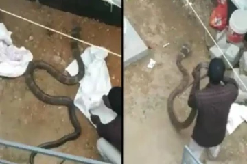 மீண்டும் பாம்பு பிடிக்க களமிறங்கிய வாவா சுரேஷ் - முரண்டு பிடித்த ராஜநாகம்