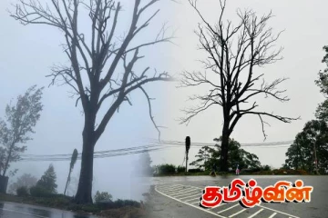 நானு ஓயாவில் உள்ள ஆபத்தான பட்ட மரத்தை வெட்டுமாறு கோரிக்கை