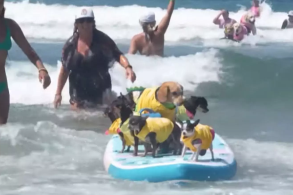 அமெரிக்காவில் பார்வையாளர்களை கவர்ந்த நாய் சர்பிங் போட்டி | Dog Surfing Competition Draws Crowds In The Us