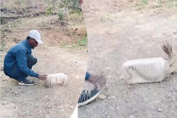 டப்பாவில் பிடித்து வரப்பட்ட பாம்பு... சுதந்திரமாக வெளியில் விட்ட நபர்