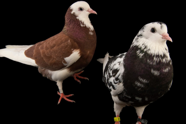 தெஹிவளை மிருகக்காட்சிசாலையில் களவாடப்பட்ட புறாக்கள்! | Pigeons Stolen From Dehiwala Zoo