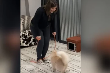 Viral Video: உலக சாதனை படைத்த பூனை