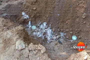 අහිතකර ටින් මාළු තොගයක් පස් වෙයි