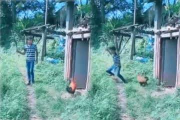 சும்மா இருந்த சேவலை சீண்டிய இளைஞர்! எதிர்பாராத தாக்குதலால் நிலைகுலைந்த தருணம்