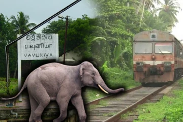 யாழிலிருந்து சென்ற தொடருந்து தடம்புரண்டு விபத்து.! பரிதாபமாக உயிரிழந்த யானை