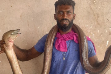 மன்னாரில் கடற்றொழிலாளர் வலையில் சிக்கிய அபூர்வ பாம்பு மீன் (Photos)