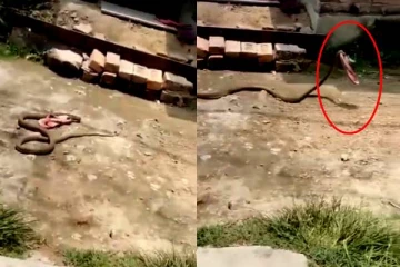 வீட்டு முற்றதில் முடங்கியிருந்த ராட்சத பாம்பு: உச்சக்கட்ட கடுப்பில் செய்த காரியம்.. ஷாக்கான நெட்டிசன்கள்..!