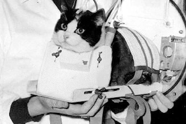 விண்வெளிக்குச் சென்ற முதல் பூனைக்கு இரண்டு மாதங்களில் நடந்த துயரம் | Tragic End Of First Cat In Space After 2 Months