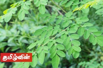 வீட்டுக்கு ஒரு முருங்கை மரம் வளர்ப்போம் - அரச மருத்துவ அதிகாரிகள் சங்கம் கோரிக்கை