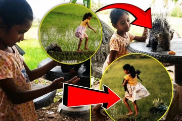 முள்ளம்பன்றி எப்படி இலங்கைச் சிறுமியின் நண்பனானது - வைரல் காணொளியின் கதை