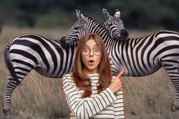 வரிக்குதிரைகளுக்கு கருப்பு - வெள்ளை கோடுகள் ஏன்? வியக்க வைக்கும் காரணம்!