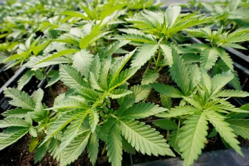 4,340 கஞ்சா செடிகளுடன் சிக்கிய நபர்