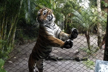 மிருகக்காட்சி சாலை புலி கூட்டிலிருந்து ஆணின் சடலம் மீட்பு