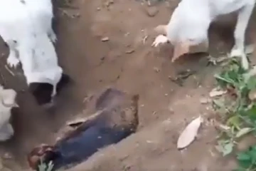 இறந்த நண்பனை குழி தோண்டி புதைத்து பிரியா விடை செய்யும் நாய்கள்... இதயத்தை நொறுக்கும் காட்சி