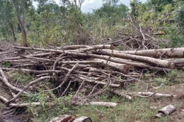 முல்லைத்தீவில் அழிக்கப்படும் தேக்கம் காடுகள்: அருகி வரும் வேலியோர தாவர நடுகை (Photos)