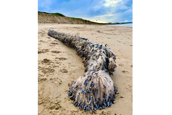 இப்படி ஒரு வினோத உயிரினமா? கடற்கரையோரம் ஒதுங்கியது என்ன? | Australia A Strange Creature Lurks On The Beach