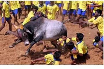 தமிழர்களின் வீரவிளையாட்டு “ஜல்லிக்கட்டு” நேரலை வீடியோ காட்சிகள்