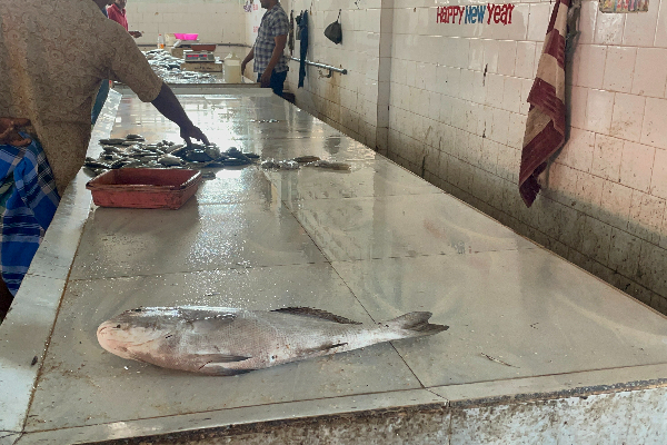 மன்னாரில் மண்ணெண்ணெய்  தட்டுப்பாடு: கடற்தொழிலாளர்கள் பாதிப்பு (Photos) | Kerosene Shortage In Mannar Impact On Fishermen