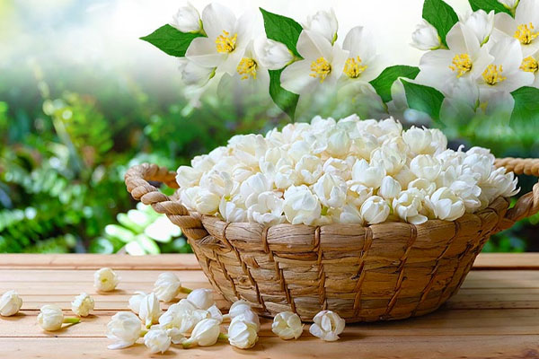 சிதைந்த சருமத்தை சீராக்க - இந்த ஒரு தண்ணீர் இருந்தா போதும் | Jasmine Flower Water Used As Natural Antiseptic