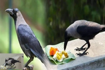 தீராத தோஷம் நீங்க காகத்திற்கு எப்படியான உணவு வைக்க வேண்டும் தெரியுமா?