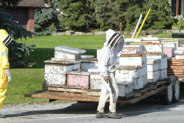 டிரக்கிலிருந்து விழுந்த 5 மில்லியன் தேனீக்கள்! | 5 Million Bees Fell Off A Truck In Canada