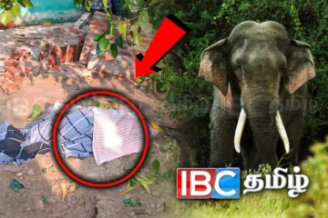 மட்டக்களப்பை உலுக்கும் காட்டுயானைகள்! அதிகரிக்கும் உயிர் பலிகள்