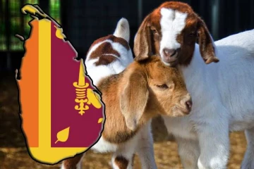 இலங்கையில் ஆடுகளுக்கும் காப்புறுதி! அரசாங்கத்தின் நடவடிக்கை