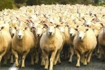 Optical Illusion: செம்மறி மந்தைக்குள் ஒளிந்திருக்கும் ஓநாயை 5 வினாடிக்குள் காண முடியுமா? IQ சோதனை